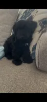 Cojack, a male Miniature Schnauzer for sale in Oklahoma City, OK – 9 of 9