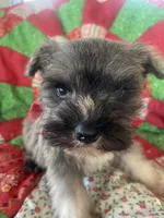 Jasper, a male Miniature Schnauzer for sale in Oklahoma City, OK – Photo 2 of 6