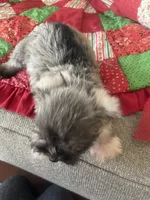 Jasper, a male Miniature Schnauzer for sale in Oklahoma City, OK – Photo 1 of 6