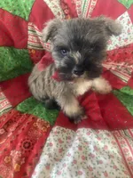 Jasper, a male Miniature Schnauzer for sale in Oklahoma City, OK – Photo 5 of 6