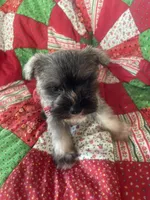 Jasper, a male Miniature Schnauzer for sale in Oklahoma City, OK – Photo 4 of 6