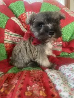 Jasper, a male Miniature Schnauzer for sale in Oklahoma City, OK – Photo 6 of 6