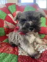 Jasper, a male Miniature Schnauzer for sale in Oklahoma City, OK – Photo 3 of 6