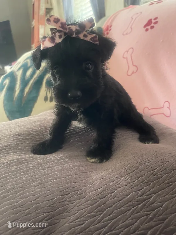 Betty Boop – Miniature Schnauzer puppy for sale in Oklahoma City, OK