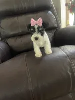 Lola, a female Miniature Schnauzer for sale in Oklahoma City, OK – 6 of 7