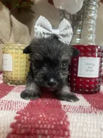 Tiny, a female Miniature Schnauzer for sale in Oklahoma City, OK – Photo 4 of 5