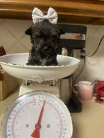 Tiny, a female Miniature Schnauzer for sale in Oklahoma City, OK – Photo 2 of 5