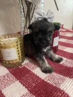 Tiny, a female Miniature Schnauzer for sale in Oklahoma City, OK – Photo 5 of 5
