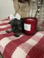 Tiny, a female Miniature Schnauzer for sale in Oklahoma City, OK – Photo 1 of 5