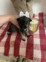 Tiny, a female Miniature Schnauzer for sale in Oklahoma City, OK – Photo 3 of 5