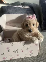 Shandy, a female Schnoodle for sale in Oklahoma City, OK – 1 of 3