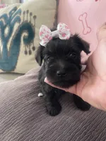 Matilda, a female Miniature Schnauzer for sale in Oklahoma City, OK – 1 of 4