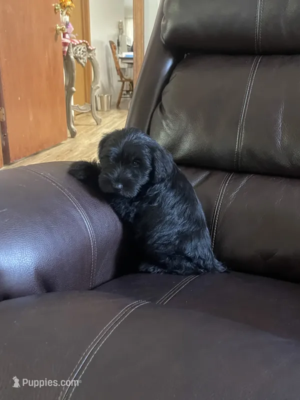 Zeek – Miniature Schnauzer puppy for sale in Oklahoma City, OK