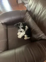 Skipper, a male Miniature Schnauzer for sale in Oklahoma City, OK – 5 of 5