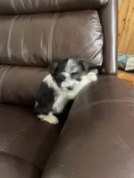 Skipper, a male Miniature Schnauzer for sale in Oklahoma City, OK – 4 of 5