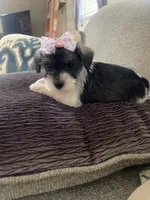 Delilah, a female Miniature Schnauzer for sale in Oklahoma City, OK – 4 of 6