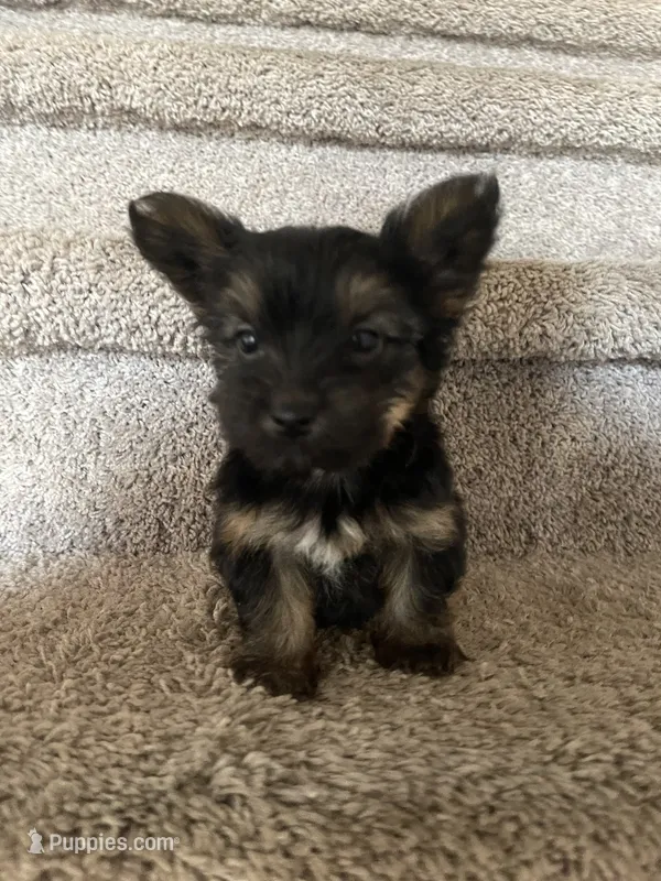 Hammy  – Yorkshire Terrier puppy for sale in Oklahoma City, OK