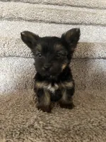 Hammy , a male Yorkshire Terrier for sale in Oklahoma City, OK – 1 of 4
