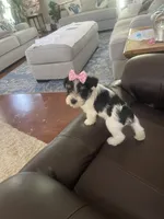 Lola, a female Miniature Schnauzer for sale in Oklahoma City, OK – 3 of 7