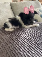 Tinley, a female Miniature Schnauzer for sale in Oklahoma City, OK – 3 of 5
