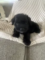 Lenny, a male Miniature Schnauzer for sale in Oklahoma City, OK – 3 of 3