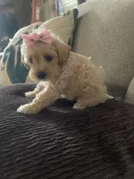 Shandy, a female Schnoodle for sale in Oklahoma City, OK – 3 of 3
