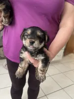 Chuckie, a male Yorkshire Terrier for sale in Oklahoma City, OK – 2 of 2