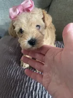 Candy, a female Schnoodle for sale in Oklahoma City, OK – 2 of 5