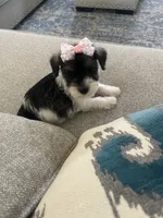 Delilah, a female Miniature Schnauzer for sale in Oklahoma City, OK – 3 of 6