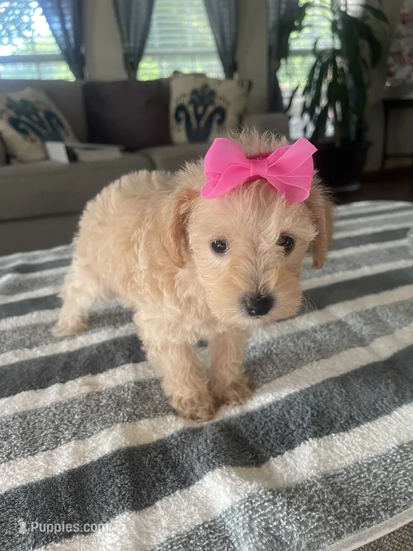 Mandy – Schnoodle puppy for sale in Oklahoma City, OK