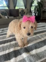 Mandy, a female Schnoodle for sale in Oklahoma City, OK – 1 of 4