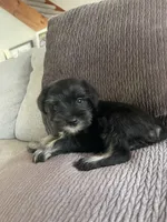 Colby, a male Miniature Schnauzer for sale in Oklahoma City, OK – 4 of 4