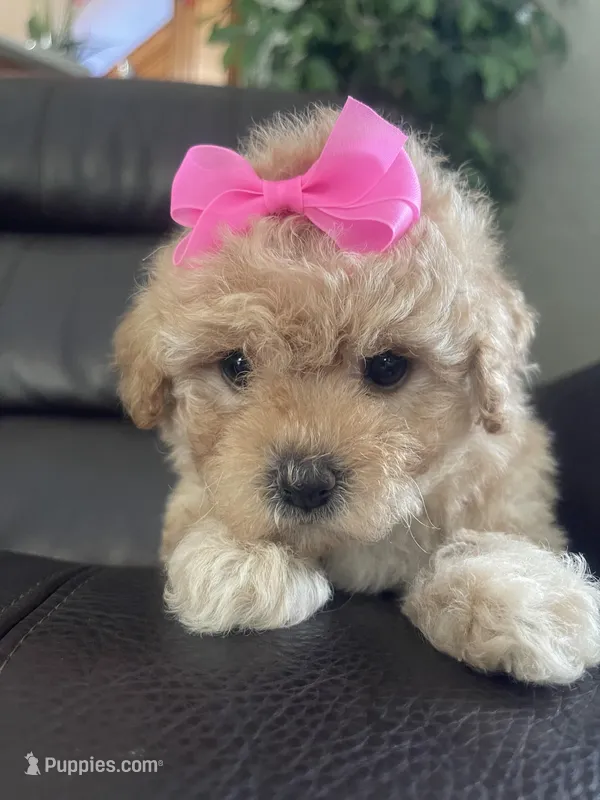 Buttons – Poodle - Toy  puppy for sale in Oklahoma City, OK