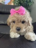 Buttons, a female Poodle - Toy  for sale in Oklahoma City, OK – Photo 1 of 5