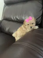 Buttons, a female Poodle - Toy  for sale in Oklahoma City, OK – Photo 3 of 5