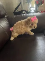 Buttons, a female Poodle - Toy  for sale in Oklahoma City, OK – Photo 5 of 5
