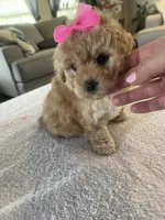 Buttons, a female Poodle - Toy  for sale in Oklahoma City, OK – Photo 2 of 5