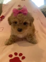 Buttons, a female Poodle - Toy  for sale in Oklahoma City, OK – Photo 4 of 5