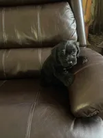 Zeek, a male Miniature Schnauzer for sale in Oklahoma City, OK – 3 of 5