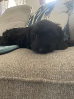 Cojack, a male Miniature Schnauzer for sale in Oklahoma City, OK – 3 of 9