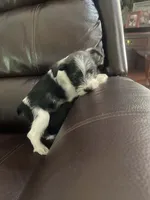 Milo, a male Miniature Schnauzer for sale in Oklahoma City, OK – 3 of 3