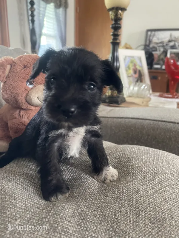 Brock – Miniature Schnauzer puppy for sale in Oklahoma City, OK