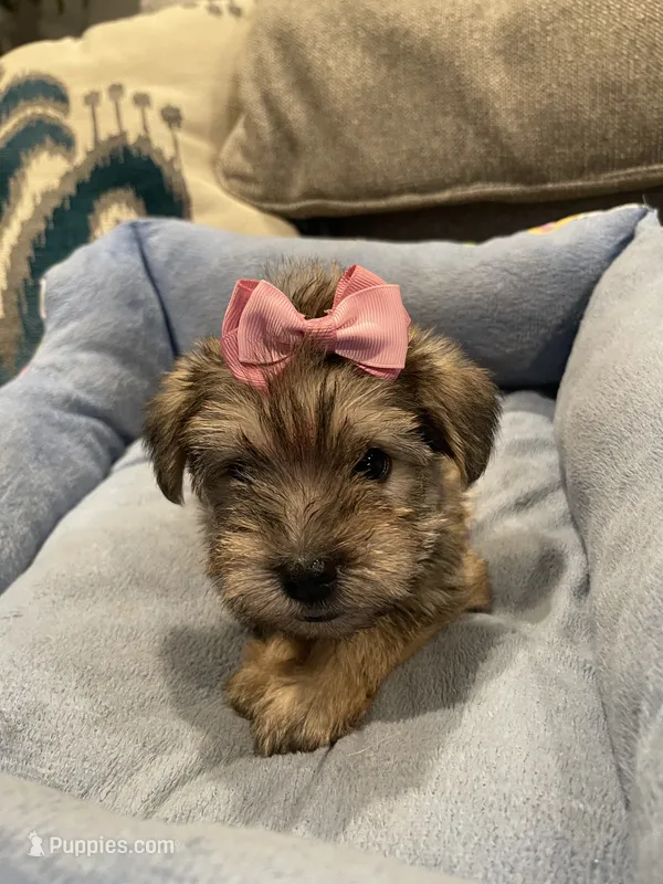 Jenna – Miniature Schnauzer puppy for sale in Oklahoma City, OK