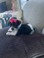 Roxy, a female Miniature Schnauzer for sale in Oklahoma City, OK – 3 of 4