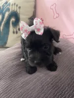 Matilda, a female Miniature Schnauzer for sale in Oklahoma City, OK – 3 of 4