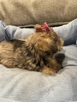Jenna, a female Miniature Schnauzer for sale in Oklahoma City, OK – 5 of 5