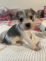 Candy, a female Miniature Schnauzer for sale in Oklahoma City, OK – Photo 1 of 3