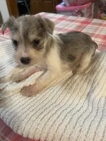 Candy, a female Miniature Schnauzer for sale in Oklahoma City, OK – Photo 3 of 3
