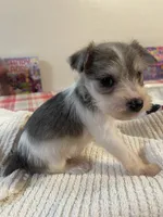 Candy, a female Miniature Schnauzer for sale in Oklahoma City, OK – Photo 2 of 3