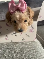 Candy, a female Schnoodle for sale in Oklahoma City, OK – 1 of 5